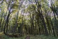 Grün, Großzügig, Gehoben – 4-Schlafzimmer-Traum mit Wald-Panorama