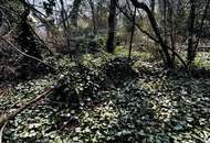 Traumgrundstück am Wolfersberg | Südhang