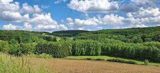 Wald &amp; Wiese