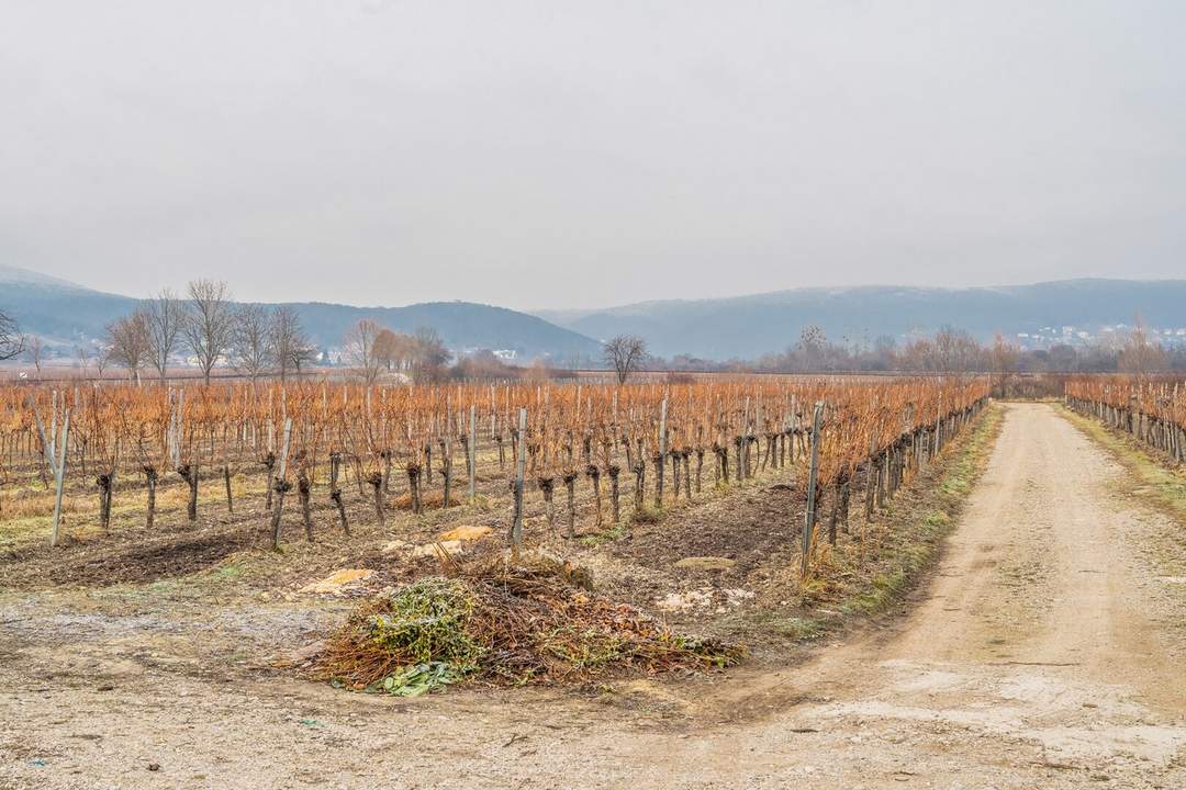 SUPERPREIS IM WEINORT SOOSS ! GRUNDSTÜCK mit BESTANDSGEBÄUDEN für GEWERBLICHE oder PRIVATNUTZUNG