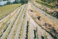 WEINGARTEN IN AUSSICHTSLAGE IM WEINBAUGEBIET WACHAU - WEINGARTEN, LANDWIRTSCHAFTLICHE FLÄCHEN - GRUNDSTÜCK IN DER WACHAU - KEIN BAUGRUNDSTÜCK!