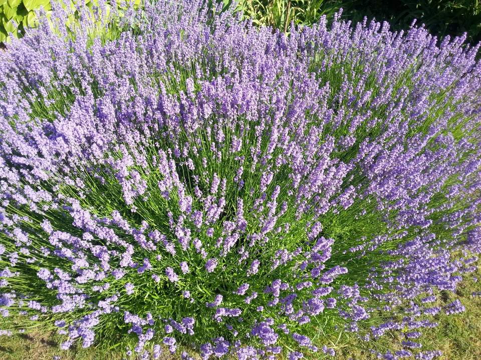 Traumhaftes Baugrundstück in Obergänserndorf – "Provisionsfrei"