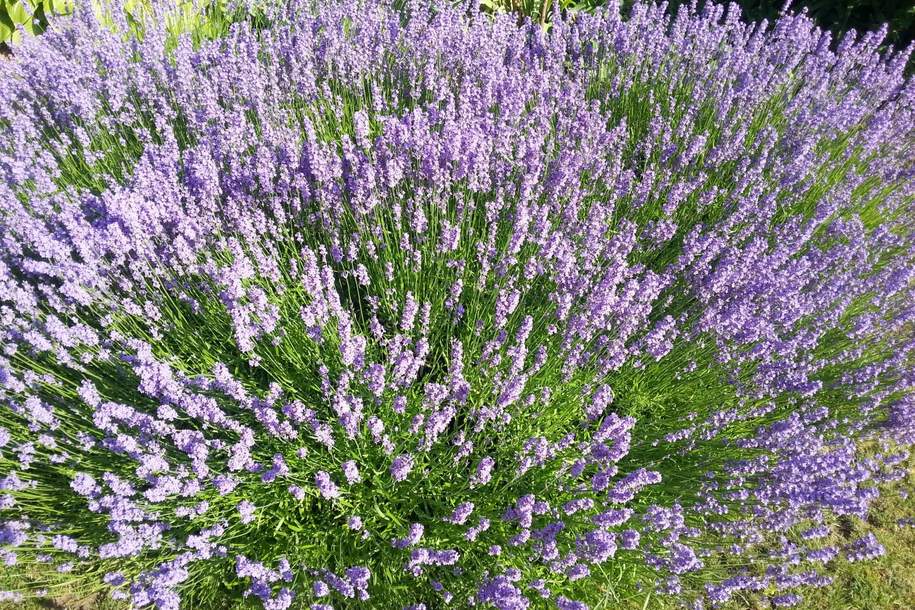 Traumhaftes Baugrundstück in Obergänserndorf – "Provisionsfrei", Grund und Boden-kauf, 299.000,€, 2111 Korneuburg