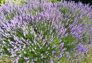 Traumhaftes Baugrundstück in Obergänserndorf – "Provisionsfrei"