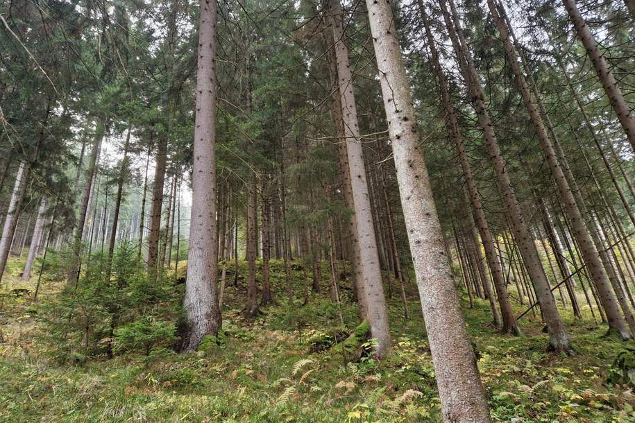 Zusammenhängende, ca. 2,35 ha große Waldfläche in Weitenbach bei Reichenfels im Lavanttal, Gewerbeobjekt-kauf, 89.000,€, 9463 Wolfsberg
