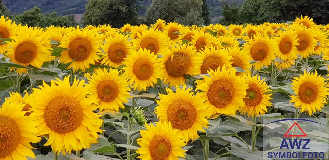 Großzügiges Haus in herrlicher Lage!