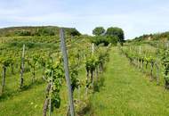 SELTENE GELEGENHEIT: WEINGÄRTEN IN ENGELMANNSBRUNN, FELS AM WAGRAM, RUPPERSTHAL UND THÜRNTHAL - WEINGARTEN, LANDWIRTSCHAFTLICHE FLÄCHE