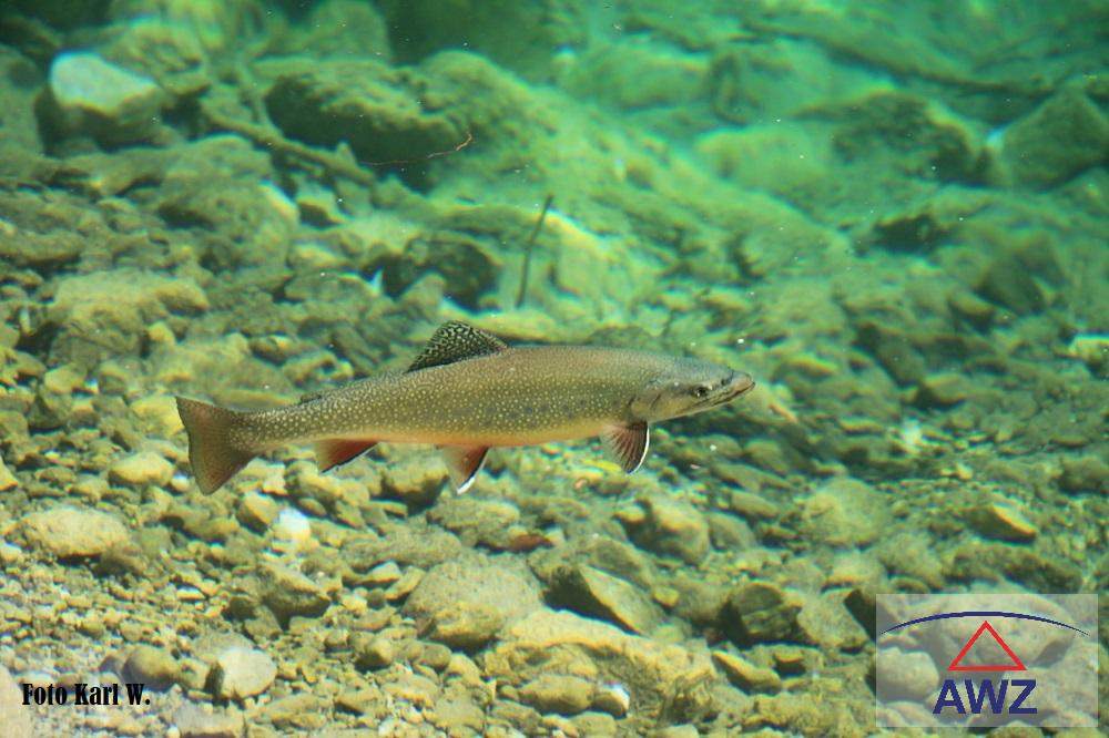 Schönes Grundstück am Bachlauf !
