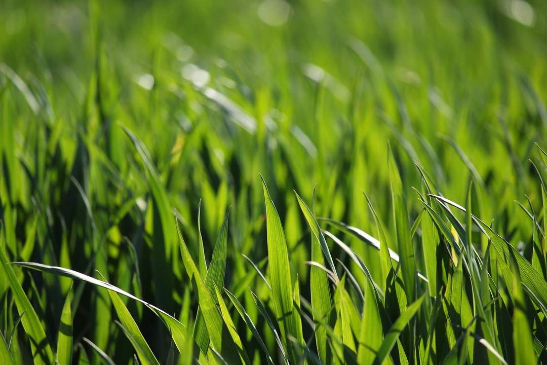 Landwirtschaftliche Fläche (ein Grundstück mit ca. 6,8 ha) - BEZIRK OBERWART!