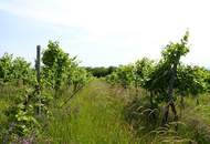 SELTENE GELEGENHEIT: WEINGÄRTEN IN ENGELMANNSBRUNN, FELS AM WAGRAM, RUPPERSTHAL UND THÜRNTHAL - WEINGARTEN, LANDWIRTSCHAFTLICHE FLÄCHE