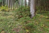 Zusammenhängende, ca. 2,35 ha große Waldfläche in Weitenbach bei Reichenfels im Lavanttal