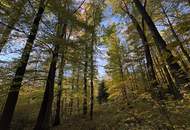 Einmalige Gelegenheit: Waldgrundstück mit ca. 3 ha in Graz-St. Peter/Messendorf zu verkaufen!