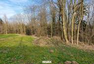 Wald und Wiese