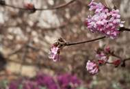 UNGARN Szentgotthárd: Wohnhaus mit Garten in top Grenzlage zu Österreich