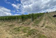 Bad Waltersdorf: Weinberge, Ackerflächen und Wald für experimentierfreudige Winzer oder Landwirte mit Vision