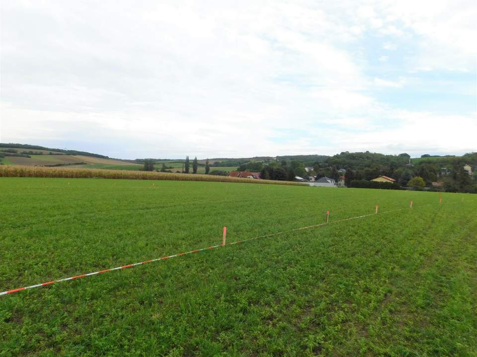 Traumhafte Baugrundstücke Mitten im Weinviertel