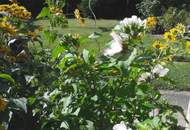 Alte Donau (ca. 200m) Grundstück in traumhafter Wasserlage