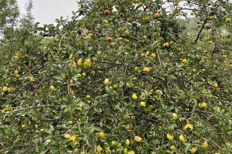 Verwilderter, mit alten Sorten bestückter Obstgarten im Moment als Wald gewidmet mit RODUNGSBESCHEID, Grund und Boden-kauf, 79.000,€, 3433 Tulln