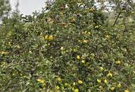 Verwilderter, mit alten Sorten bestückter Obstgarten im Moment als Wald gewidmet mit RODUNGSBESCHEID