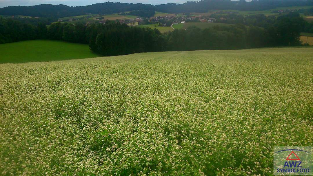 Sonniges Baugrundstück am Waldrand zu verkaufen!