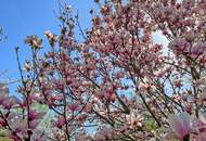 Aufwendig revitalisierte und stilvoll ausgebaute, historische Wienerwaldvilla in Tullnerbach