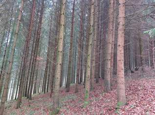 --------- Waldgrundstück im Dunkelsteinerwald ---------------, 350000 €, Immobilien-Grund und Boden in 3642 Kochholz