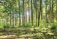 Mischwald in 5121 St. Radegund