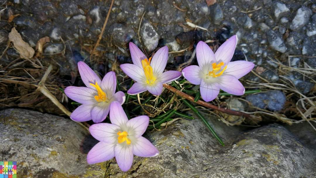 KLEIN ABER FEIN! INKLUSIVE KÜCHE!