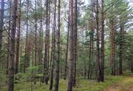 Wald zu verkaufen – 2 gepflegte Parzellen à ca. 4 ha (insgesamt ca. 8,3 ha) im südlichen Waldviertel