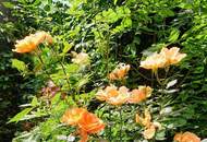 Ein Ruhepol mit 80 m² Garten - Großzügige 2-Zimmer-Gartenwohnung