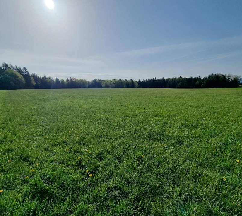 Landwirtschaftliches Grünland mit Waldfläche