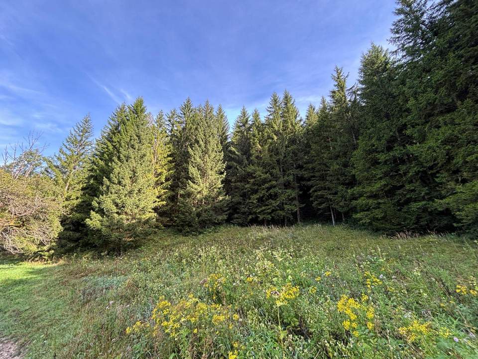 Waldgrundstück mit 50 jährigem Fichtenbestand