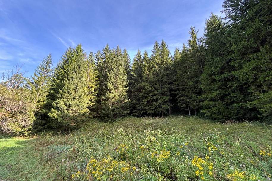 Waldgrundstück mit 50 jährigem Fichtenbestand, Grund und Boden-kauf, 79.000,€, 4591 Kirchdorf an der Krems