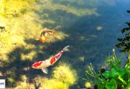 Umfassend saniertes Einfamilienhaus mit traumhaftem Garten und Schwimmteich