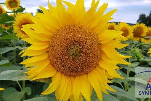 Baugrund in Großweikersdorf!, Grund und Boden-kauf, 3701 Tulln