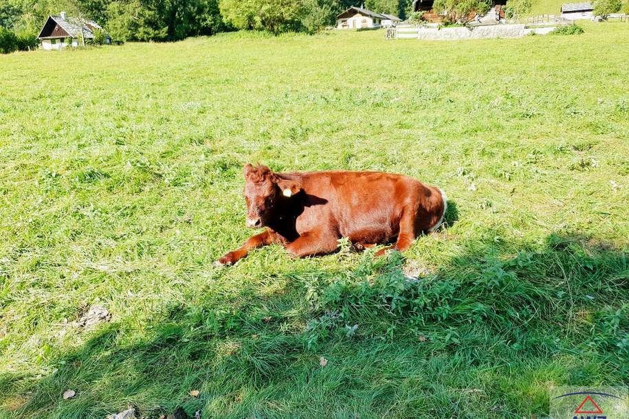 Schnäppchenjäger aufgepasst!! Schöner Baugrund!, Grund und Boden-kauf, 75.000,€, 4724 Grieskirchen