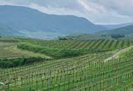 WEINGARTEN IN AUSSICHTSLAGE - WEINGARTEN, LANDWIRTSCHAFTLICHE FLÄCHEN - KEIN BAUGRUNDSTÜCK!