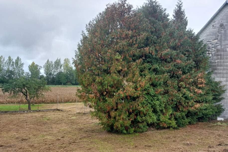 Grundstück mit Altbestand, Grund und Boden-miete, 300,00,€, 4616 Wels-Land