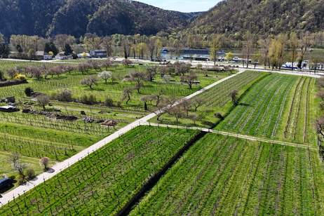 TRADITIONSREICHER WINZERHOF MIT PENSION &amp; HEURIGEN IN BESTER WACHAUER LAGE, Gewerbeobjekt-kauf, 3.400.000,€, 3601 Krems(Land)