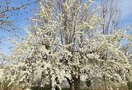 Top-Haus mit riesigem Garten in Schattendorf (Provisionsfrei)