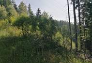 Wald in Steinhaus