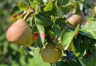 Sonnig wohnen, naturverbunden leben: Traumgarten, Schwimmteich, PV-Anlage