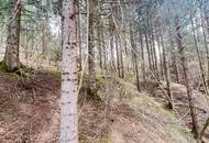 Wald im Gurktal (Provisionsfrei)