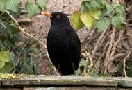 BAUERNHOF MIT MEHREREN GEBÄUDEN - PRESSHAUS &amp; GEWÖLBEKELLERN – SANIERUNGSBEDARF MIT VIEL POTENZIAL