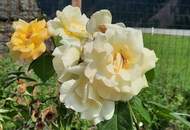 Einfamilienwohnhaus mit Garten und Garage nähe Sillian zu verkaufen