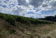Bad Waltersdorf: Weinberge, Ackerflächen und Wald für experimentierfreudige Winzer oder Landwirte mit Vision