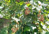GARTENPARADIES MIT EINFAMILIENHAUS-FLAIR!