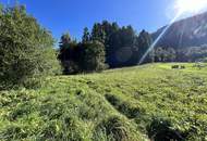 Baugrundstück mit Wald