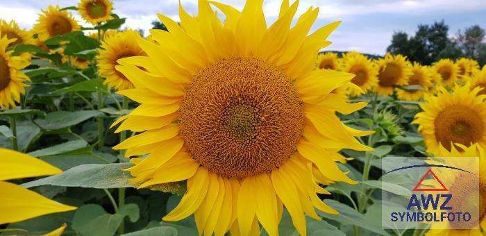 Bauernhof in Toplage!