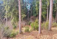 Wald im Gurktal (Provisionsfrei)